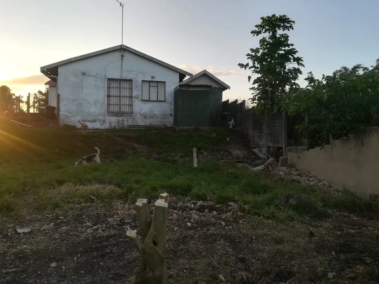 Project site — white house at sunset with dogs on cleared hillside site, papaya tree and brick wall