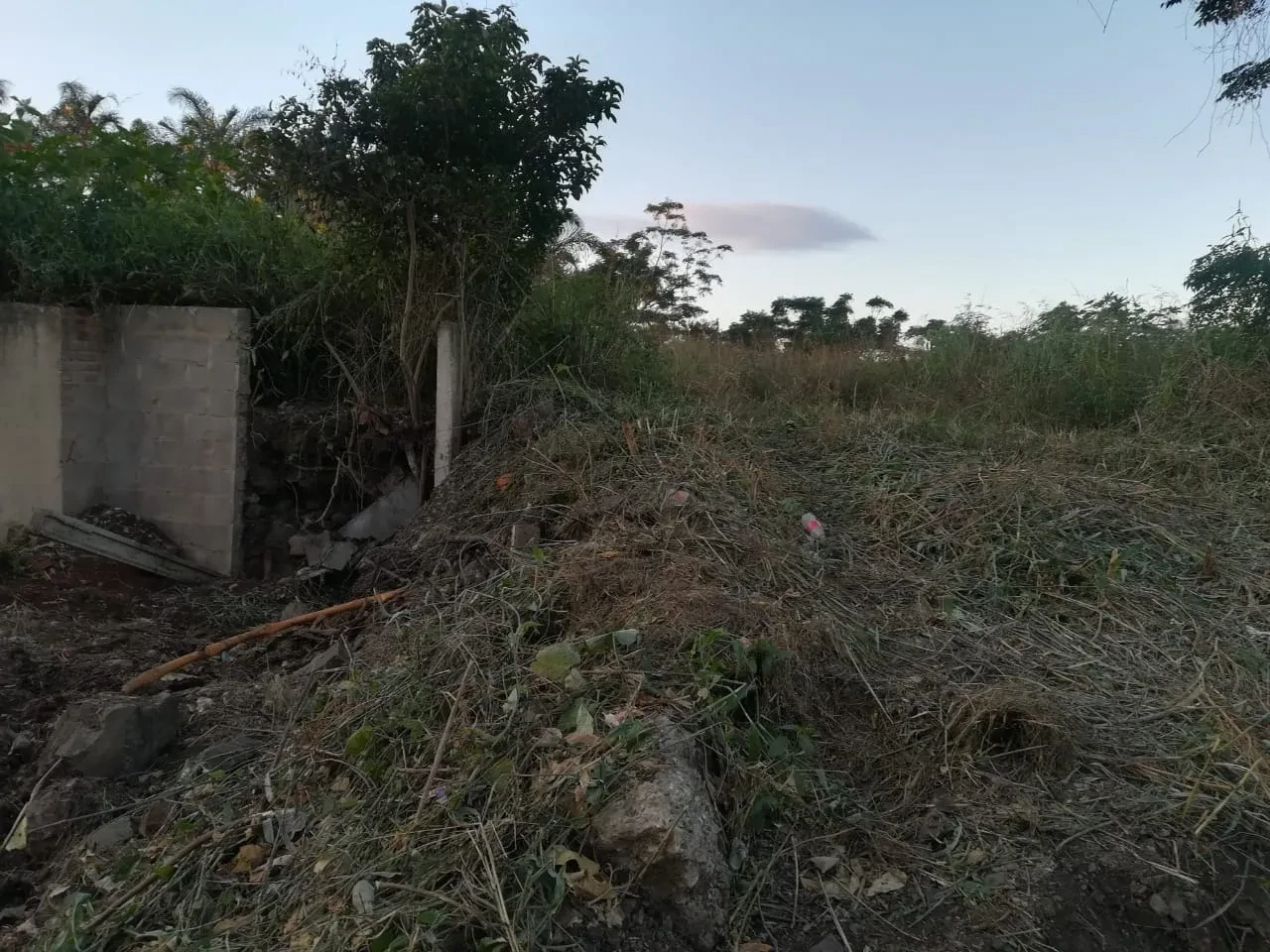 Project site — overgrown cleared land with concrete block wall stub, trees and vegetation at dusk