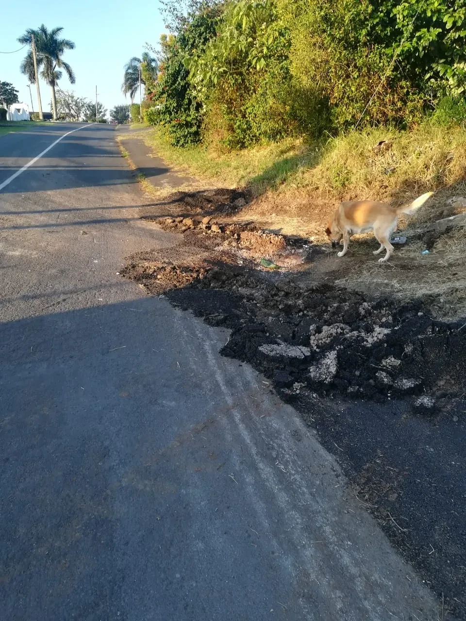 Project site — dog sniffing broken road edge with excavated asphalt and palm trees along Durban roadside