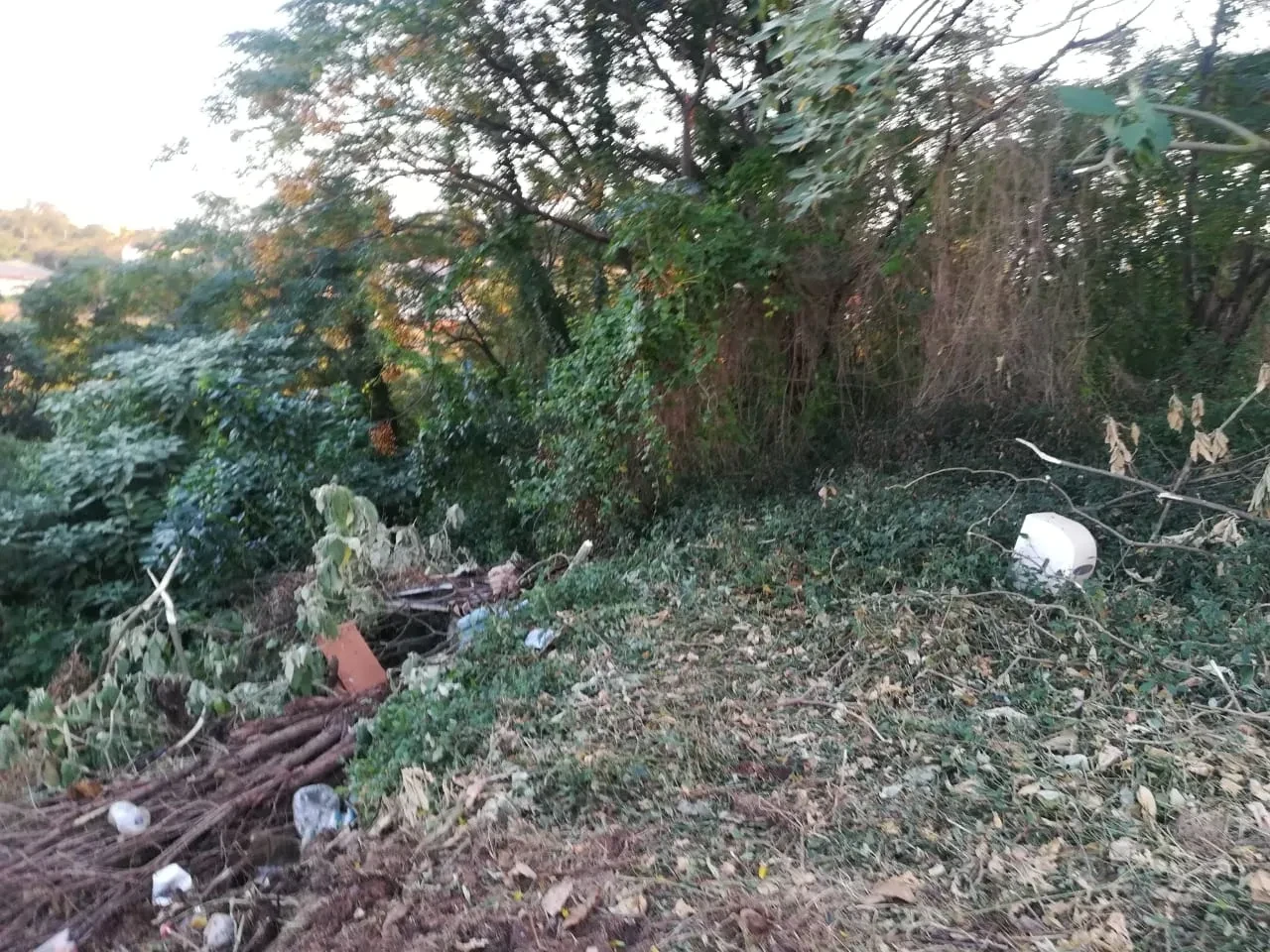 Project site — overgrown cleared land with felled branches, debris and white bucket in dense vegetation