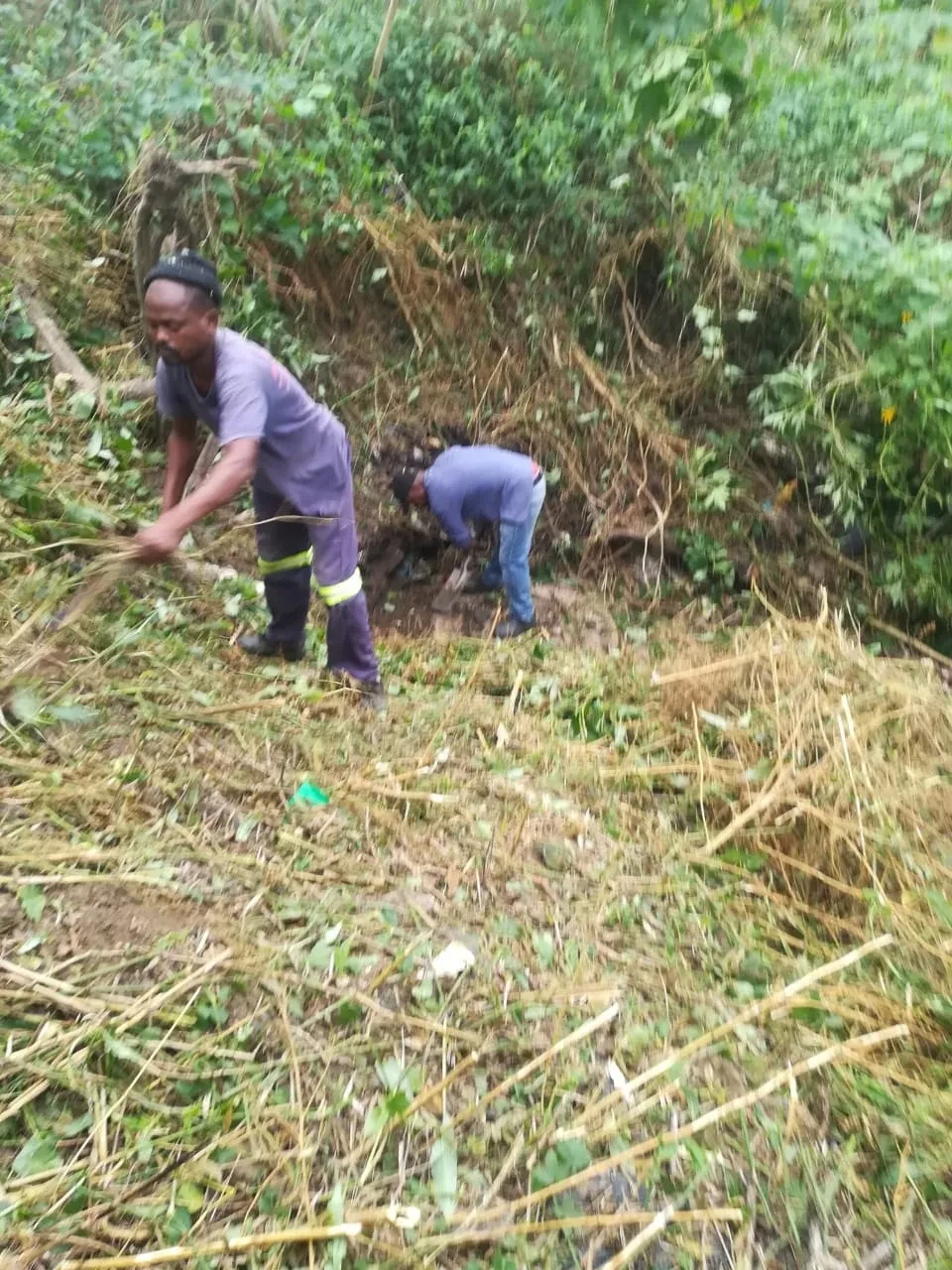 Project site — two workers in hi-vis trousers clearing dense overgrown vegetation on hillside