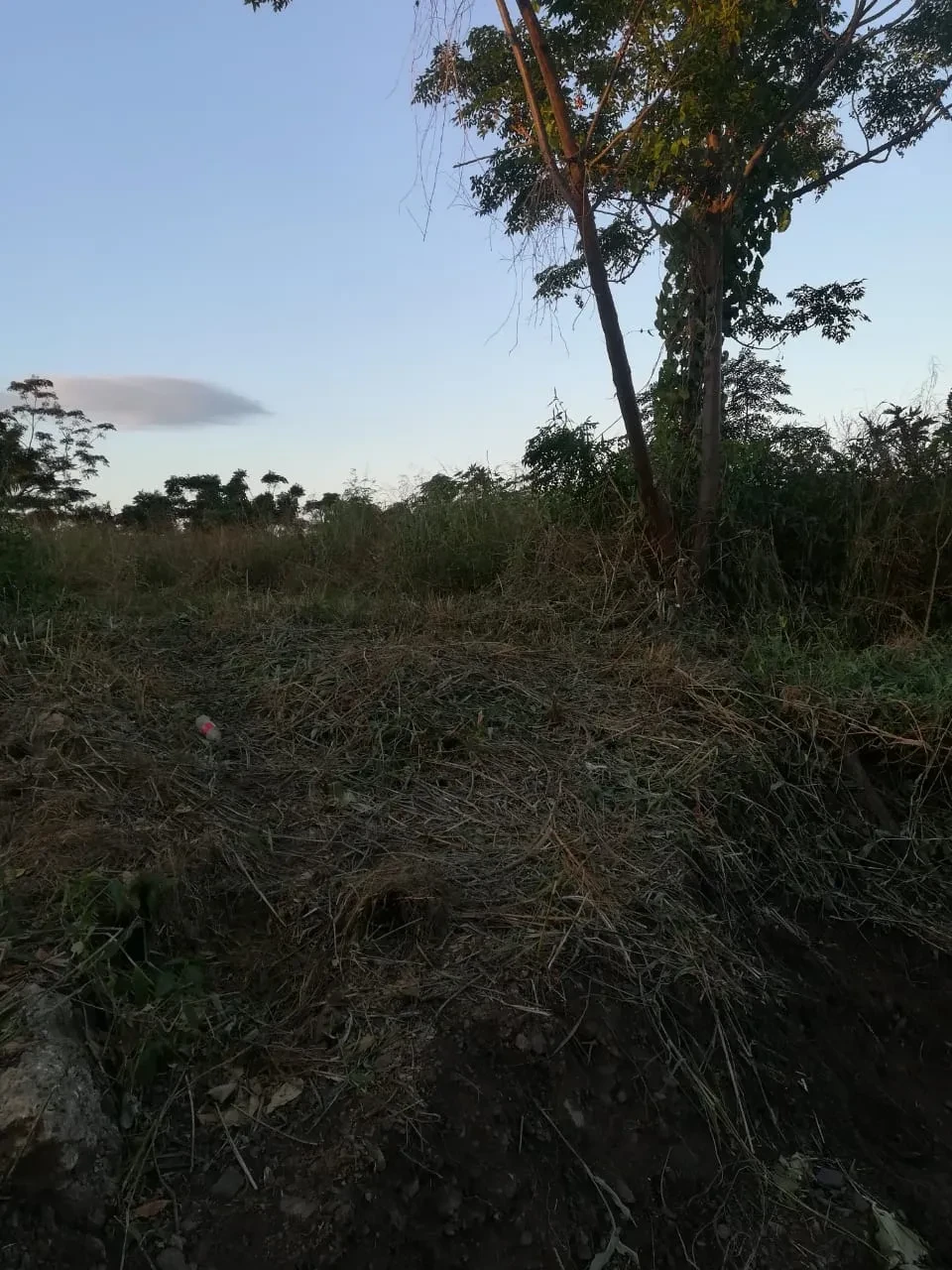 Project site — cleared hillside with cut dry grass, single tree and blue sky at dusk