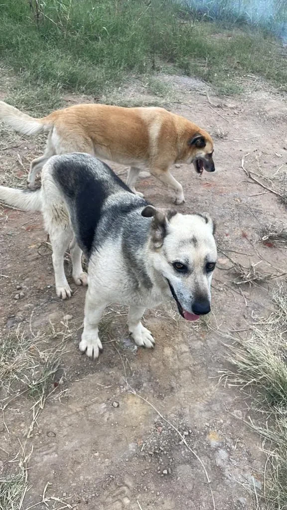 Project site — two dogs on dirt path at construction site
